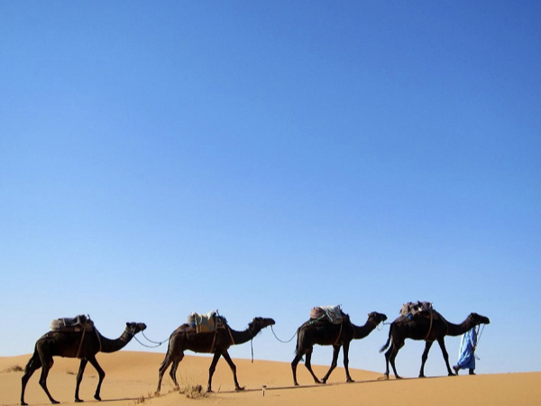 2 Days Zagora Desert Tour from Marrakech Ait Ben Haddou Kasbah Camel Trek