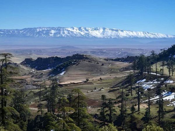 azrou ifrane cedar forest day tour from Fes